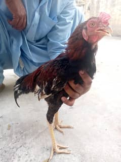 aseel murgay urgent for sale