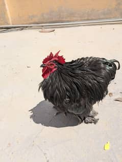 2 bantam male white and silver