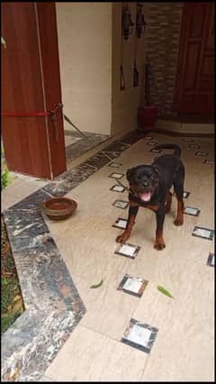Rottweiler male dog 13 month age vaccinated