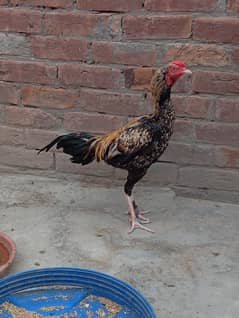 Aseel patha or cross patha hn full Acttive and healty
