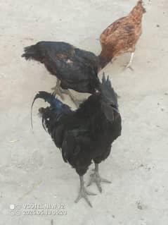 ayam cemeni 2morgy or Ak morgi ha morgi egg day Rahi hai