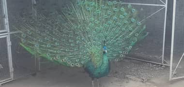 Mashallah peacock greenjawa & black shoulder males best size