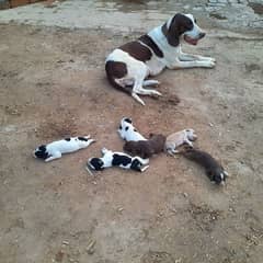 Pointer Puppies
