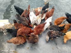 Hens