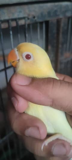 for