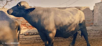 pure Ravi bull breaker cata