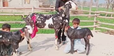 Desi Bakri 2 Bacchon Ke Sath For Sale WhatsApp 0326,9382,133