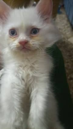 blue eyes female kitten active kitten