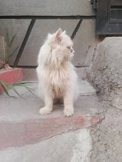 pERSHian cat 3 coat