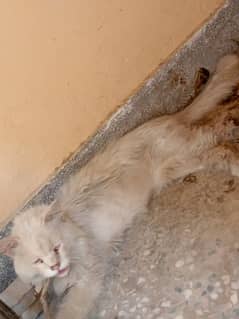 cats
