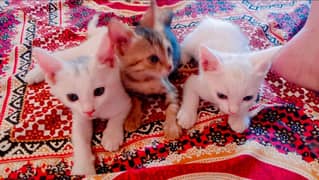 بلی