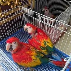 red macaw parrot baby for sale 03326425950
