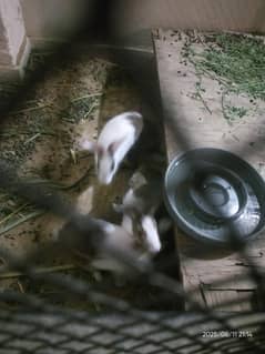 2 pair of rabbits looking for new shelter