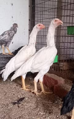 100 % pure Shamo Chicks For sale