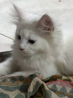 White Persian kitten for sale