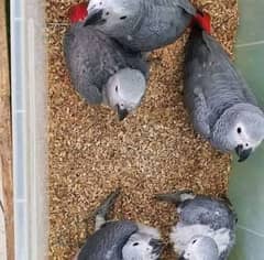 03319590045call watsapp African Gerry parrot chicks urgent for sale