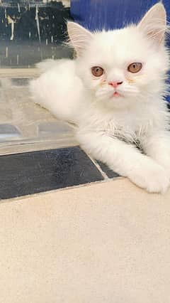 perisan female kitten