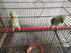 raw parrot