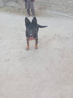 German shepherd dog male age about 9 months  price 85k in emergency sa