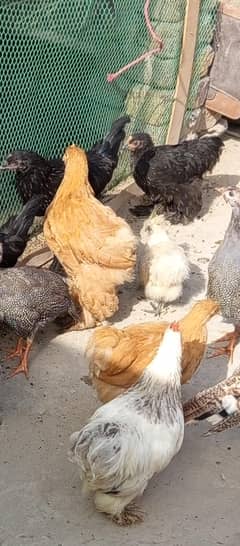 Golden Buff pure breed
