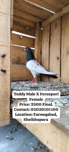 Ch Sakhi Teddy x Ferozpori Female