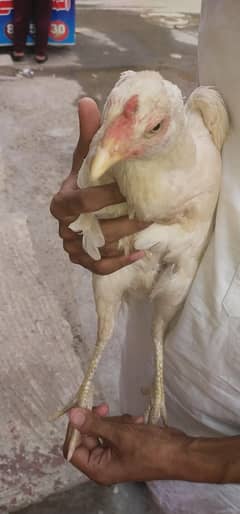 heera aseel