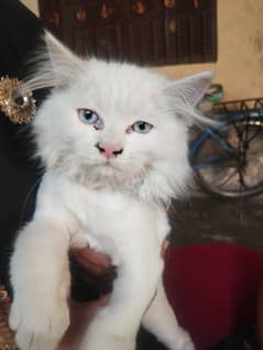 baby cat Persian