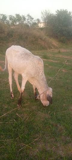 Kheera