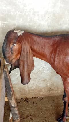 Pure Nagri Path goat bakri