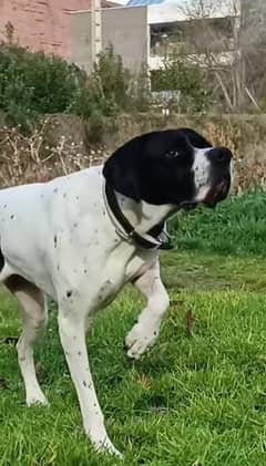 English pointer