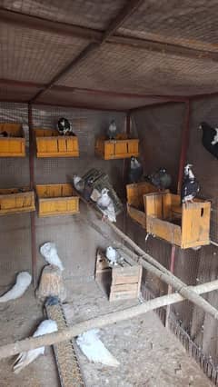 pigeons