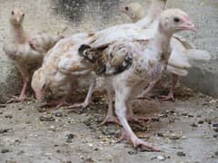 Aseel mianwali chicks