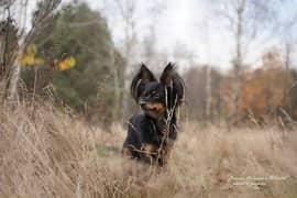 papillon
