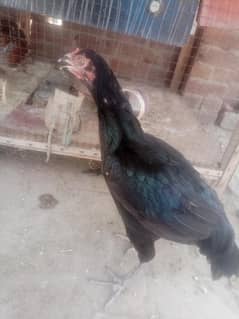 long hight aseel for sale white ankh jhari wali nali 03282008800