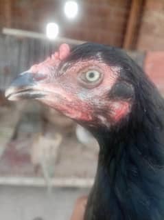 long hight aseel for sale white ankh choras nali 03282008800