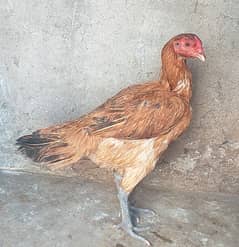 Pure Burmi Aseel Hen