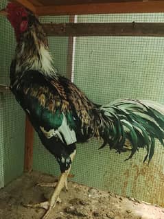 Aseel Cock with  Pair  and  Cage