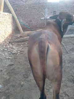 15month ka kheera Bachra  ha