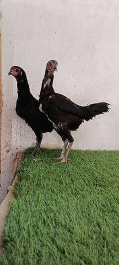 Thai female,s