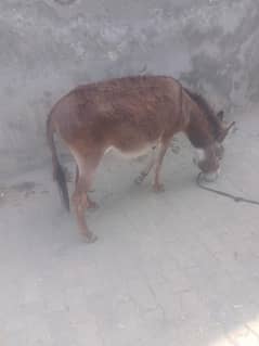 Donkey