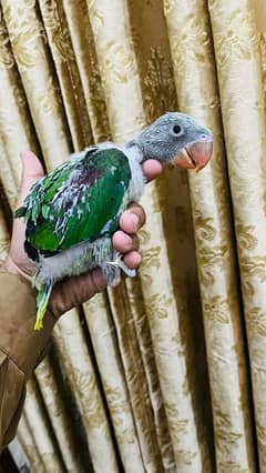 Kashmiri Raw Chicks Jumbo Size Parrot
