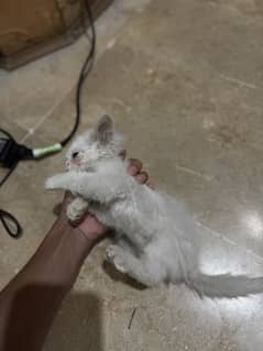 Persian