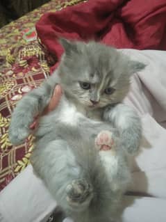Persian kittens For sale  03117591648