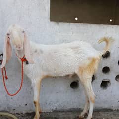 Pure Rajanpuri Male Undle