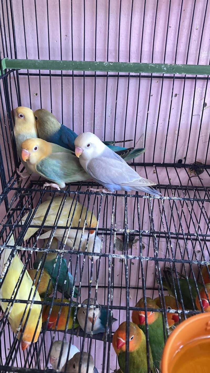 Lovebird for Sale Aqua, Creamino Opaline, Parblue Opaline, Pale Fallow 9