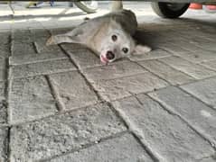 Russian  dog female  for sale