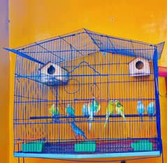 Cage for sale + breeder parrots