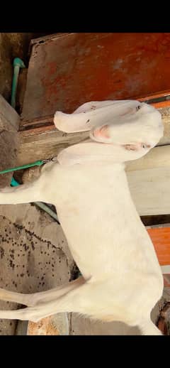 Rajanpuri Female Available