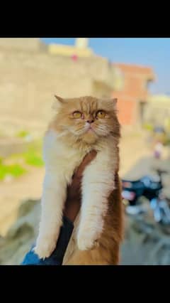 Female cat/ Bi Colour