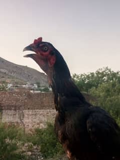Aseel